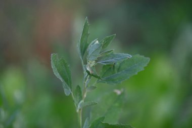 Chenopodium albüm bitkileri. Chenopodium cinsi içinde hızla büyüyen bir ottur. Kuzu konutları, eritme, kaz ayağı, yabani spinachand-hen. Çok popüler bir sebzedir..