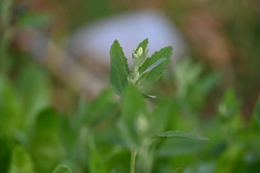 Chenopodium albüm bitkileri. Chenopodium cinsi içinde hızla büyüyen bir ottur. Kuzu konutları, eritme, kaz ayağı, yabani spinachand-hen. Çok popüler bir sebzedir..