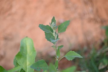 Chenopodium albüm bitkileri. Chenopodium cinsi içinde hızla büyüyen bir ottur. Kuzu konutları, eritme, kaz ayağı, yabani spinachand-hen. Çok popüler bir sebzedir..
