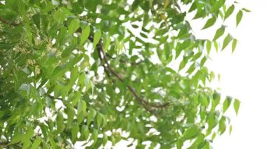 Azadirachta Indica ağacı. Başka isimler de var, Neem, Hint leylağı. Meyveleri, yağ kaynağıdır. Yaprakları, çiçekleri, tohumları ve ağaç kabuğundan bir sürü aruvedik ilaç yapılır..