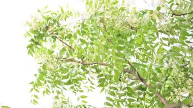 Azadirachta Indica ağacı. Başka isimler de var, Neem, Hint leylağı. Meyveleri, yağ kaynağıdır. Yaprakları, çiçekleri, tohumları ve ağaç kabuğundan bir sürü aruvedik ilaç yapılır..