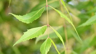 Azadirachta Indica ağacı. Başka isimler de var, Neem, Hint leylağı. Meyveleri, yağ kaynağıdır. Yaprakları, çiçekleri, tohumları ve ağaç kabuğundan bir sürü aruvedik ilaç yapılır..