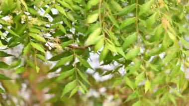 Azadirachta Indica ağacı. Başka isimler de var, Neem, Hint leylağı. Meyveleri, yağ kaynağıdır. Yaprakları, çiçekleri, tohumları ve ağaç kabuğundan bir sürü aruvedik ilaç yapılır..