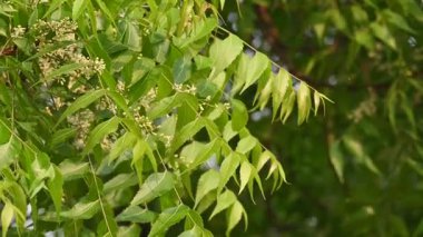 Ağaçtaki Azadirachta indica çiçeği. Diğer bir adı da ağaç ya da Hint leylağı. Tohumları neem yağının kaynağıdır. Birçok aruvedik ilaç yaprakları, çiçekleri ve tohumlardan yapılır. Çiçeğin yanında..