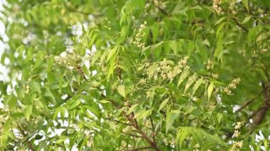 Ağaçtaki Azadirachta indica çiçeği. Diğer bir adı da ağaç ya da Hint leylağı. Tohumları neem yağının kaynağıdır. Birçok aruvedik ilaç yaprakları, çiçekleri ve tohumlardan yapılır. Çiçeğin yanında..