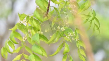 Ağaçtaki Azadirachta indica çiçeği. Diğer bir adı da ağaç ya da Hint leylağı. Tohumları neem yağının kaynağıdır. Birçok aruvedik ilaç yaprakları, çiçekleri ve tohumlardan yapılır. Çiçeğin yanında..