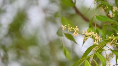 Ağaçtaki Azadirachta indica çiçeği. Diğer bir adı da ağaç ya da Hint leylağı. Tohumları neem yağının kaynağıdır. Birçok aruvedik ilaç yaprakları, çiçekleri ve tohumlardan yapılır. Çiçeğin yanında..