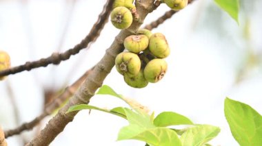 Ficus racemosa meyveleri. Diğer adları İncir Kümesi, Kırmızı Nehir İncir ve Geyiği. Moraceae familyasından bir bitki türü. Avustralya ve tropikal Asya 'ya özgüdür..