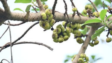 Ficus racemosa meyveleri. Diğer adları İncir Kümesi, Kırmızı Nehir İncir ve Geyiği. Moraceae familyasından bir bitki türü. Avustralya ve tropikal Asya 'ya özgüdür..