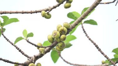 Ficus racemosa meyveleri. Diğer adları İncir Kümesi, Kırmızı Nehir İncir ve Geyiği. Moraceae familyasından bir bitki türü. Avustralya ve tropikal Asya 'ya özgüdür..