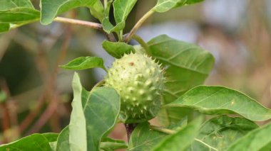 Datura meyve yetiştirir. Çok zehirli, Vespertine çiçekli bitkilerin bir türüdür. Yaygın adları Thornapples, jimson otu, şeytan trompeti, ay çiçeği, şeytan otu ve stramonyum..
