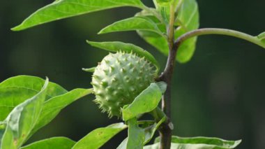 Datura meyve yetiştirir. Çok zehirli, Vespertine çiçekli bitkilerin bir türüdür. Yaygın adları Thornapples, jimson otu, şeytan trompeti, ay çiçeği, şeytan otu ve stramonyum..