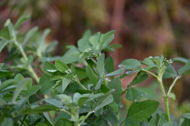 Sebze bahçesindeki Çemen bitkisi. Çok popüler bir sebze ve sebzedir. Yaprakları ve tohumları Hindistan 'ın alt kıtasındaki yemeklerde bulunan ortak malzemelerdir. Trigonella foenum graecum.