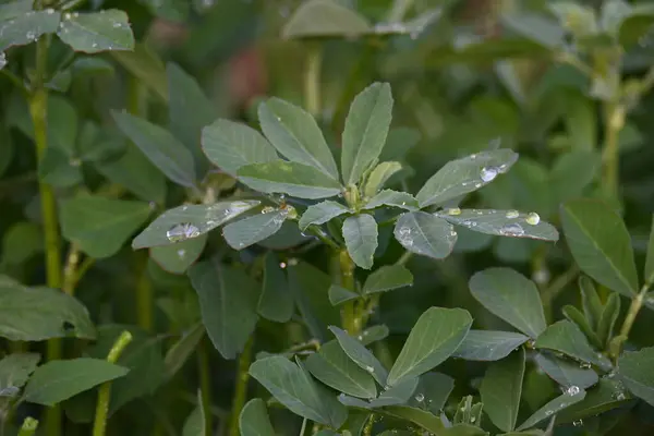 Sebze bahçesindeki Çemen bitkisi. Çok popüler bir sebze ve sebzedir. Yaprakları ve tohumları Hindistan 'ın alt kıtasındaki yemeklerde bulunan ortak malzemelerdir. Trigonella foenum graecum.