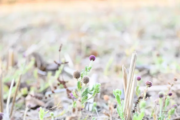 Sphaeranthus indicus. Sphaeranthos cinsinin çiçek açan bitkisidir.Sphaeranthus Linn 'i suçlar. Tıbbın Ayurvedicsystem 'inde çeşitli koşullarda yaygın olarak kullanılır. Doğu Hindistan devedikeni.