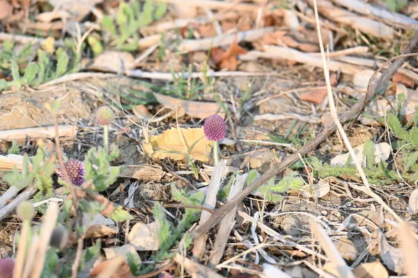 Sphaeranthus indicus. Sphaeranthos cinsinin çiçek açan bitkisidir.Sphaeranthus Linn 'i suçlar. Tıbbın Ayurvedicsystem 'inde çeşitli koşullarda yaygın olarak kullanılır. Doğu Hindistan devedikeni.
