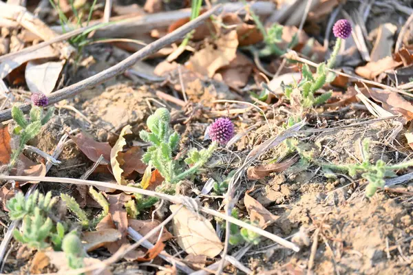 Sphaeranthus indicus. Sphaeranthos cinsinin çiçek açan bitkisidir.Sphaeranthus Linn 'i suçlar. Tıbbın Ayurvedicsystem 'inde çeşitli koşullarda yaygın olarak kullanılır. Doğu Hindistan devedikeni.