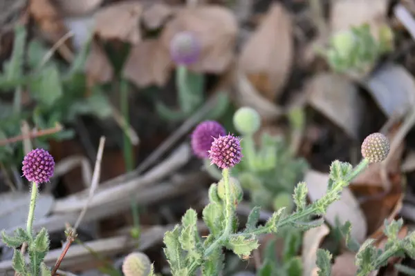 Sphaeranthus indicus. Sphaeranthos cinsinin çiçek açan bitkisidir.Sphaeranthus Linn 'i suçlar. Tıbbın Ayurvedicsystem 'inde çeşitli koşullarda yaygın olarak kullanılır. Doğu Hindistan devedikeni.