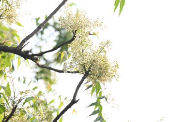 Ağaçtaki Azadirachta indica çiçeği. Diğer bir adı da ağaç ya da Hint leylağı. Tohumları neem yağının kaynağıdır. Birçok aruvedik ilaç yaprakları, çiçekleri ve tohumlardan yapılır. Çiçeğin yanında..