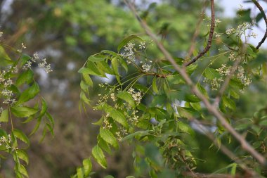 Ağaçtaki Azadirachta indica çiçeği. Diğer bir adı da ağaç ya da Hint leylağı. Tohumları neem yağının kaynağıdır. Birçok aruvedik ilaç yaprakları, çiçekleri ve tohumlardan yapılır. Çiçeğin yanında..