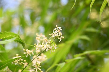 Ağaçtaki Azadirachta indica çiçeği. Diğer bir adı da ağaç ya da Hint leylağı. Tohumları neem yağının kaynağıdır. Birçok aruvedik ilaç yaprakları, çiçekleri ve tohumlardan yapılır. Çiçeğin yanında..