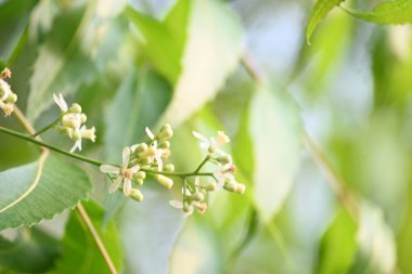 Ağaçtaki Azadirachta indica çiçeği. Diğer bir adı da ağaç ya da Hint leylağı. Tohumları neem yağının kaynağıdır. Birçok aruvedik ilaç yaprakları, çiçekleri ve tohumlardan yapılır. Çiçeğin yanında..
