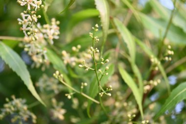 Ağaçtaki Azadirachta indica çiçeği. Diğer bir adı da ağaç ya da Hint leylağı. Tohumları neem yağının kaynağıdır. Birçok aruvedik ilaç yaprakları, çiçekleri ve tohumlardan yapılır. Çiçeğin yanında..