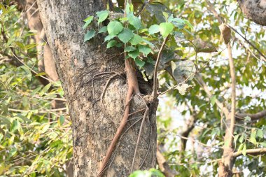 Başka bir ağaç gövdesinde büyüyen Ficus Reliosa ağacı. Tohumları ağaçların boşluğunda filizlenir ve yavaşça tüm ağacı kaplar. Diğer adı Bodhi Ağacı, Pippala Ağacı, Peepul Ağacı....