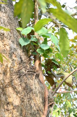 Başka bir ağaç gövdesinde büyüyen Ficus Reliosa ağacı. Tohumları ağaçların boşluğunda filizlenir ve yavaşça tüm ağacı kaplar. Diğer adı Bodhi Ağacı, Pippala Ağacı, Peepul Ağacı....