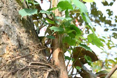 Başka bir ağaç gövdesinde büyüyen Ficus Reliosa ağacı. Tohumları ağaçların boşluğunda filizlenir ve yavaşça tüm ağacı kaplar. Diğer adı Bodhi Ağacı, Pippala Ağacı, Peepul Ağacı....