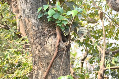 Başka bir ağaç gövdesinde büyüyen Ficus Reliosa ağacı. Tohumları ağaçların boşluğunda filizlenir ve yavaşça tüm ağacı kaplar. Diğer adı Bodhi Ağacı, Pippala Ağacı, Peepul Ağacı....