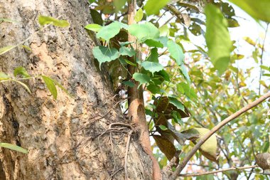 Başka bir ağaç gövdesinde büyüyen Ficus Reliosa ağacı. Tohumları ağaçların boşluğunda filizlenir ve yavaşça tüm ağacı kaplar. Diğer adı Bodhi Ağacı, Pippala Ağacı, Peepul Ağacı....