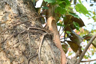 Başka bir ağaç gövdesinde büyüyen Ficus Reliosa ağacı. Tohumları ağaçların boşluğunda filizlenir ve yavaşça tüm ağacı kaplar. Diğer adı Bodhi Ağacı, Pippala Ağacı, Peepul Ağacı....