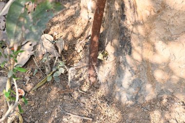 Başka bir ağaç gövdesinde büyüyen Ficus Reliosa ağacı. Tohumları ağaçların boşluğunda filizlenir ve yavaşça tüm ağacı kaplar. Diğer adı Bodhi Ağacı, Pippala Ağacı, Peepul Ağacı....