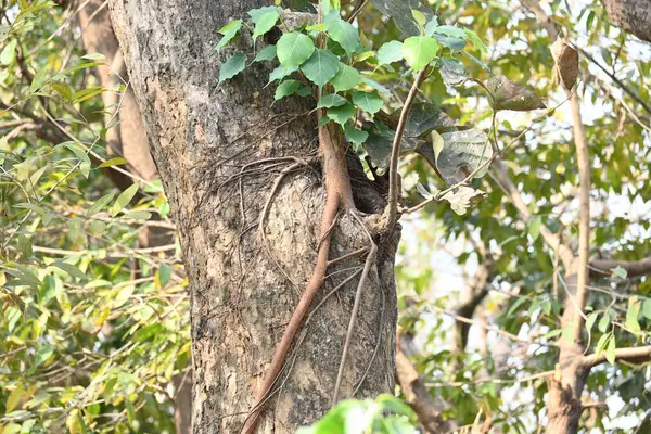 Başka bir ağaç gövdesinde büyüyen Ficus Reliosa ağacı. Tohumları ağaçların boşluğunda filizlenir ve yavaşça tüm ağacı kaplar. Diğer adı Bodhi Ağacı, Pippala Ağacı, Peepul Ağacı....