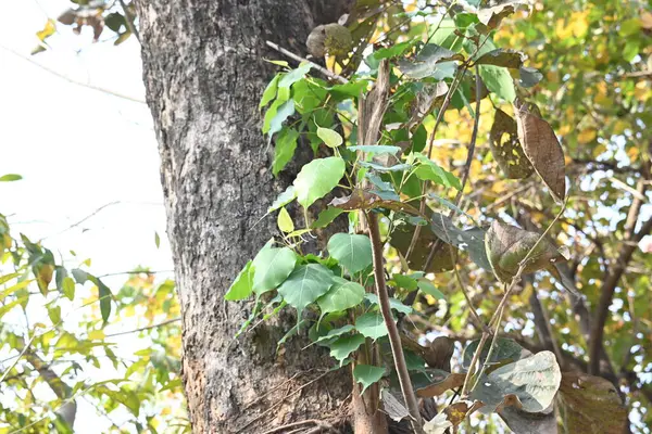Başka bir ağaç gövdesinde büyüyen Ficus Reliosa ağacı. Tohumları ağaçların boşluğunda filizlenir ve yavaşça tüm ağacı kaplar. Diğer adı Bodhi Ağacı, Pippala Ağacı, Peepul Ağacı....