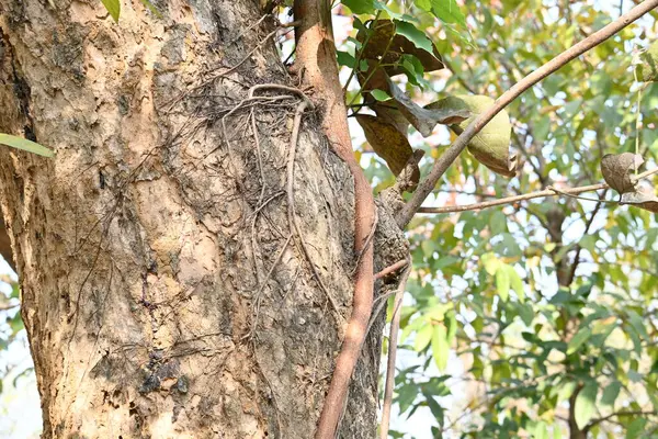 Başka bir ağaç gövdesinde büyüyen Ficus Reliosa ağacı. Tohumları ağaçların boşluğunda filizlenir ve yavaşça tüm ağacı kaplar. Diğer adı Bodhi Ağacı, Pippala Ağacı, Peepul Ağacı....