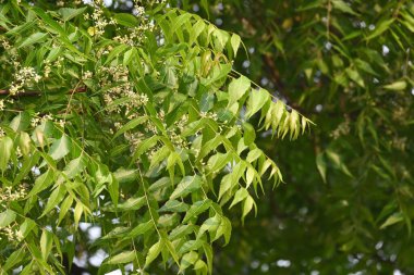 Azadirachta Indica ağacı. Başka isimler de var, Neem, Hint leylağı. Meyveleri, yağ kaynağıdır. Yaprakları, çiçekleri, tohumları ve ağaç kabuğundan bir sürü aruvedik ilaç yapılır..