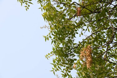 Azadirachta Indica ağacı. Başka isimler de var, Neem, Hint leylağı. Meyveleri, yağ kaynağıdır. Yaprakları, çiçekleri, tohumları ve ağaç kabuğundan bir sürü aruvedik ilaç yapılır..