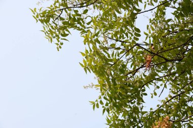 Azadirachta Indica ağacı. Başka isimler de var, Neem, Hint leylağı. Meyveleri, yağ kaynağıdır. Yaprakları, çiçekleri, tohumları ve ağaç kabuğundan bir sürü aruvedik ilaç yapılır..