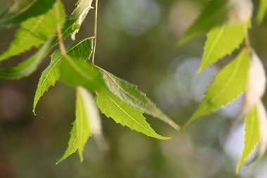 Azadirachta Indica ağacı. Başka isimler de var, Neem, Hint leylağı. Meyveleri, yağ kaynağıdır. Yaprakları, çiçekleri, tohumları ve ağaç kabuğundan bir sürü aruvedik ilaç yapılır..
