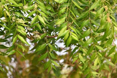 Azadirachta Indica ağacı. Başka isimler de var, Neem, Hint leylağı. Meyveleri, yağ kaynağıdır. Yaprakları, çiçekleri, tohumları ve ağaç kabuğundan bir sürü aruvedik ilaç yapılır..