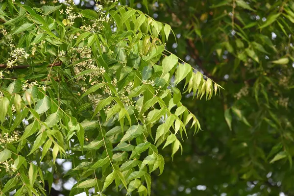 Azadirachta Indica ağacı. Başka isimler de var, Neem, Hint leylağı. Meyveleri, yağ kaynağıdır. Yaprakları, çiçekleri, tohumları ve ağaç kabuğundan bir sürü aruvedik ilaç yapılır..
