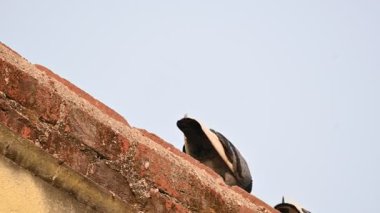Kaya güvercini ya da kaya güvercini. Dünyada sevilen bir evcil kuştur. Bazı bölgelerde, et için de gündeme geliyor. Eski zamanlarda da haberci olarak çalışırmış. Yavaş çekim videosu. 
