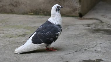 Kaya güvercini ya da kaya güvercini. Dünyada sevilen bir evcil kuştur. Bazı bölgelerde, et için de gündeme geliyor. Eski zamanlarda da haberci olarak çalışırmış. Yavaş çekim videosu. 