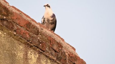 Kaya güvercini ya da kaya güvercini. Dünyada sevilen bir evcil kuştur. Bazı bölgelerde, et için de gündeme geliyor. Eski zamanlarda da haberci olarak çalışırmış. Yavaş çekim videosu. 