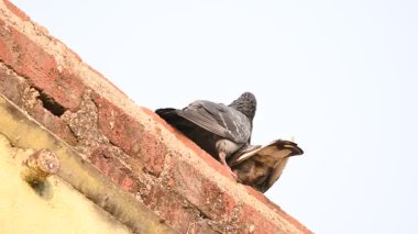 İki güvercin çiftleşme ritüeline girer. Sevgi dolu bir çift pegion. Kaya güvercini ya da kaya güvercini. Dünyada sevilen bir evcil kuştur. Bazı bölgelerde, et için de gündeme geliyor..