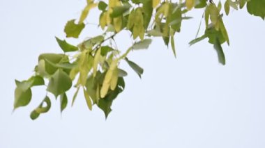 Dalbergia hanım evladı ağaç kabukları. Kuzey Hindistan 'ın gül ağacı ve shisham' ı. Bu hızlı büyüyen, dayanıklı bir gül ağacı Hindistan ve Güney İran 'a özgüdür..