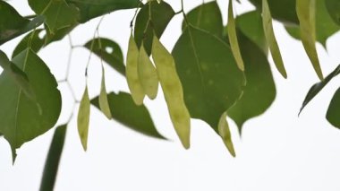 Dalbergia hanım evladı ağaç kabukları. Kuzey Hindistan 'ın gül ağacı ve shisham' ı. Bu hızlı büyüyen, dayanıklı bir gül ağacı Hindistan ve Güney İran 'a özgüdür..