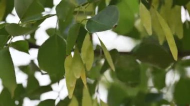 Dalbergia hanım evladı ağaç kabukları. Kuzey Hindistan 'ın gül ağacı ve shisham' ı. Bu hızlı büyüyen, dayanıklı bir gül ağacı Hindistan ve Güney İran 'a özgüdür..